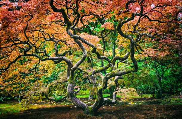 Autumn colors in the Seattle Japanese Garden OC 
