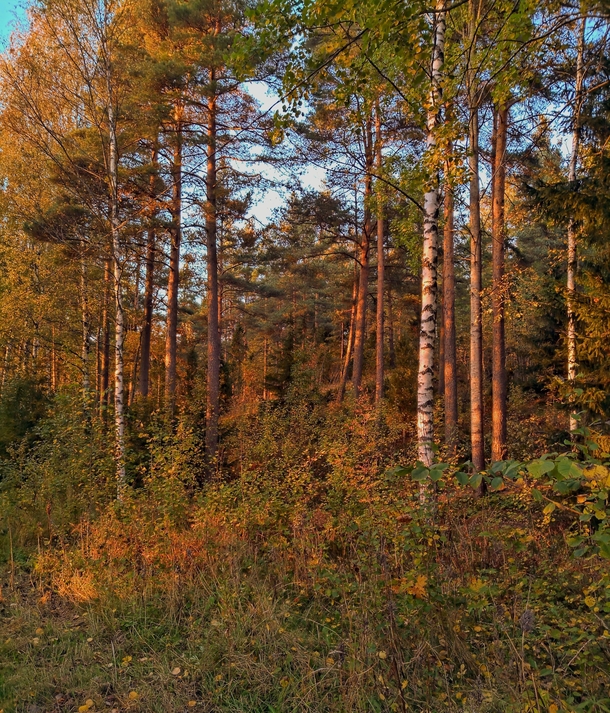 Autumn forest in Espoo Finland 