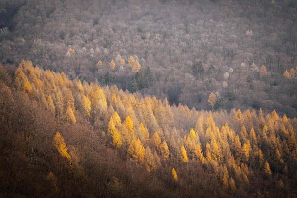 Autumn forest in Slovakia 