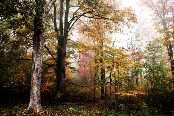 Autumn forest near castle Rotejn Doup Czech Republic 