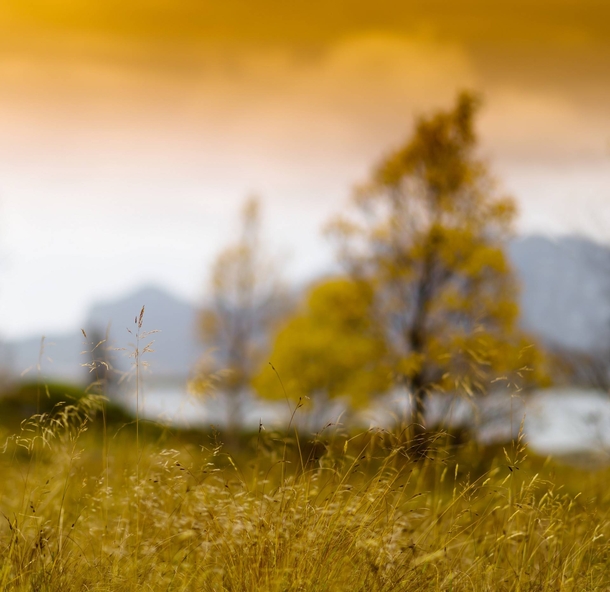 Autumn grass at Norway 