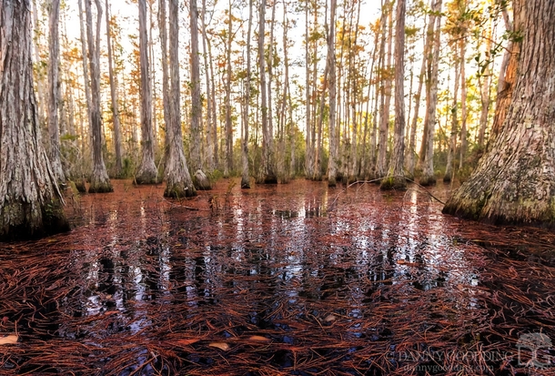 Autumn in a cypress dome swamp in central Florida 