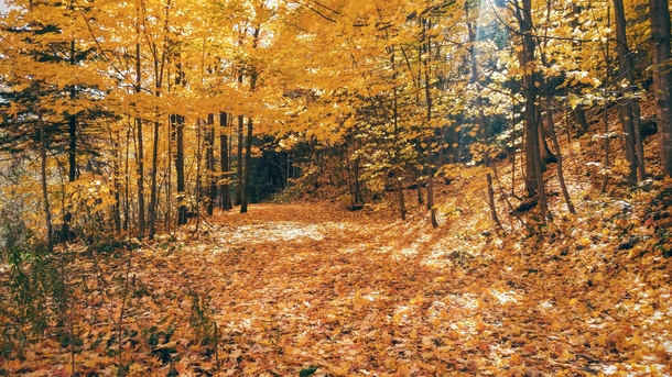 Autumn in Canada 