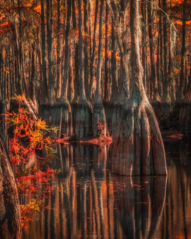 Autumn in the cypress groves Georgia USA 