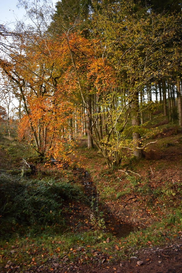 Autumn in Wentwood Wales UK 