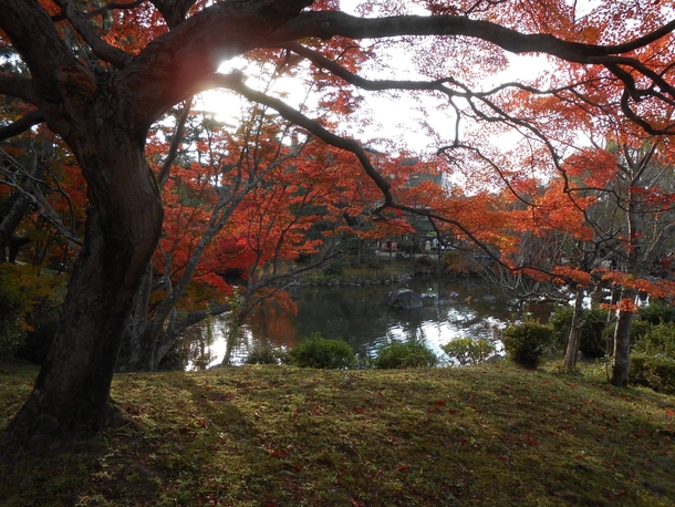 Autumn Leaves in Kyoto Japan 
