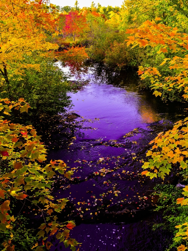 Autumn Maine stream 