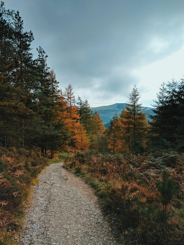 Autumn Path - Moel Famau Wales 
