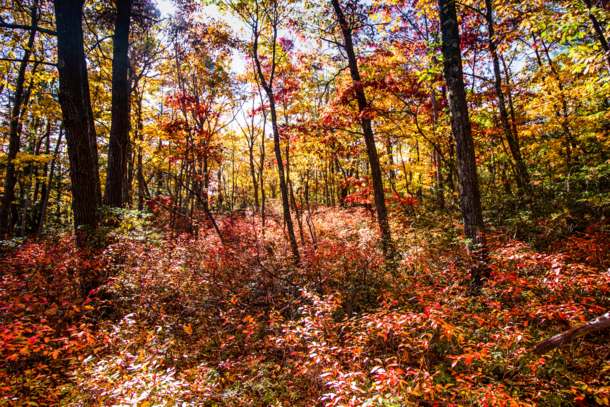 Autumn scene in Mt Tammany woods NJ 