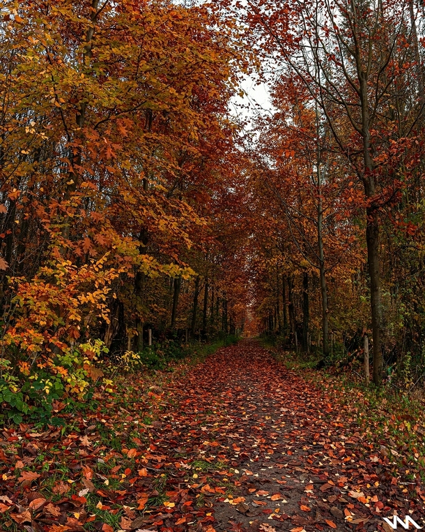 autumn vibes in Heverlee Bos Belgium 