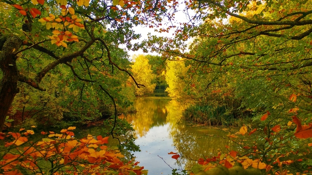Autumnal Colours  Epping Forest UK  
