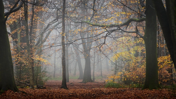 Autumnal Feels - Surrey Hills Surrey England 