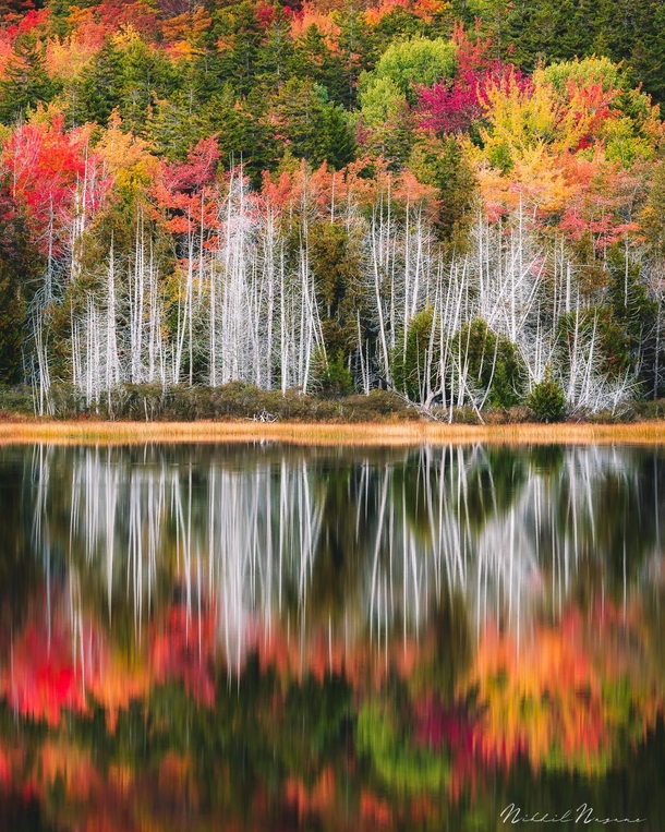 Autumnal glory of Acadia National Park Maine 
