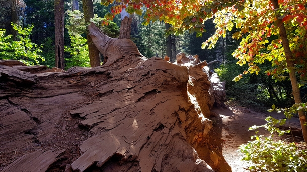 Awesome Fallen Tree in Tuolumne Grove - Yosemite NP 