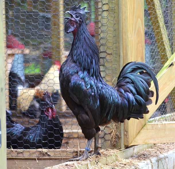 Ayam Cemani Indonesian black chicken - Photorator