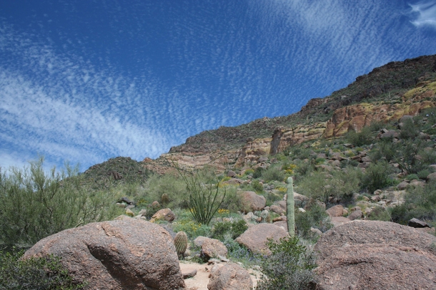 AZ desert at its finest - springtime  Usury Mountain Regional Park Mesa AZ USA 