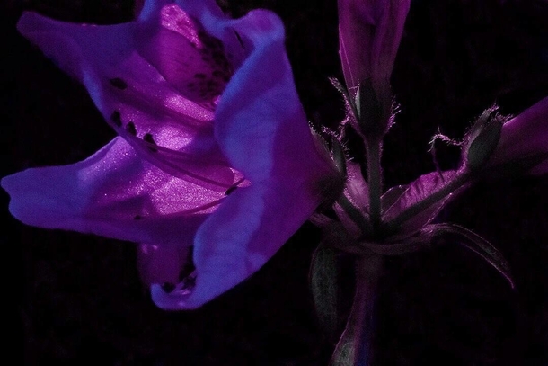 Azelia blooming at night 