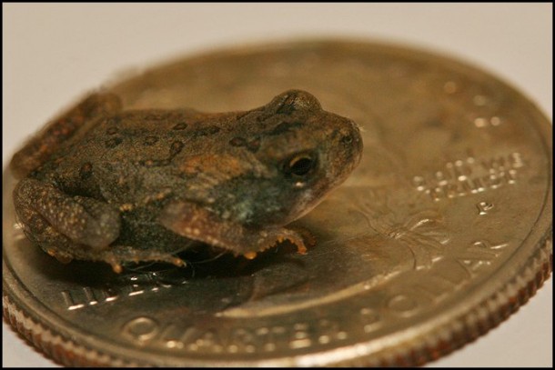 Baby American Toad on a Quarter 