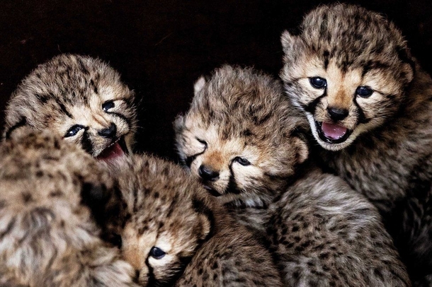 Baby cheetah cubs 