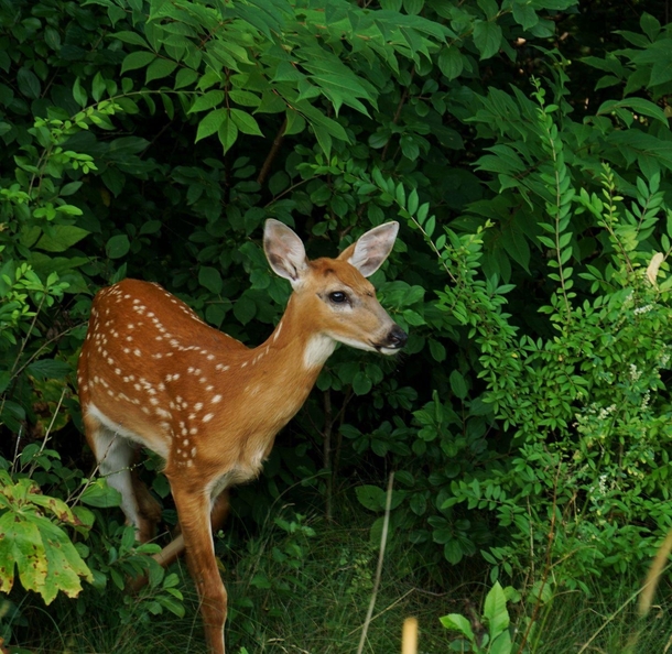 Baby Deer in local park Sonya