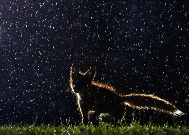 Baby Fox In the Rain by Vladislav Kamenski 