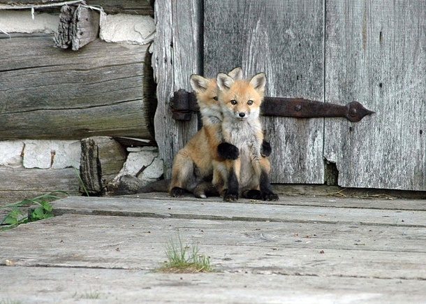 Baby Foxes By Wenda Atkin 