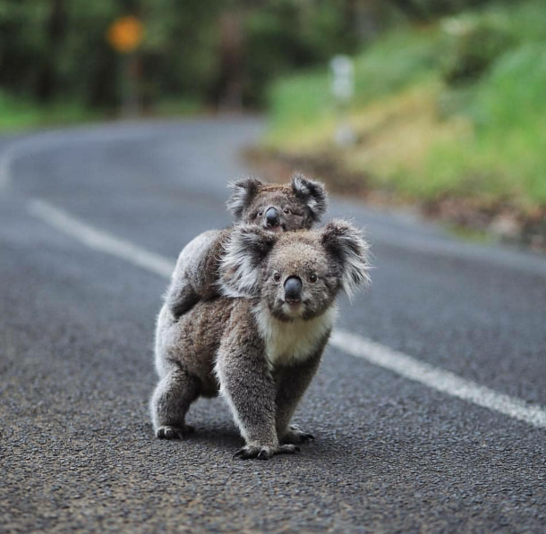 Baby Koala on its mothers back