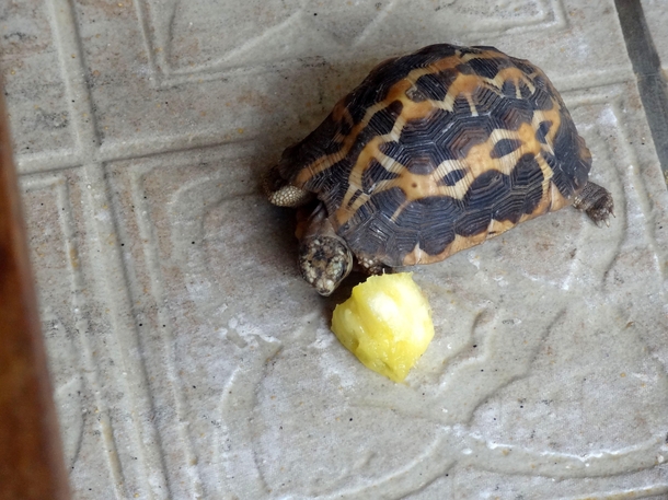 Baby Radiated Turtle Astrochelys Radiata 