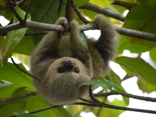 Baby sloth in Costa Rica 
