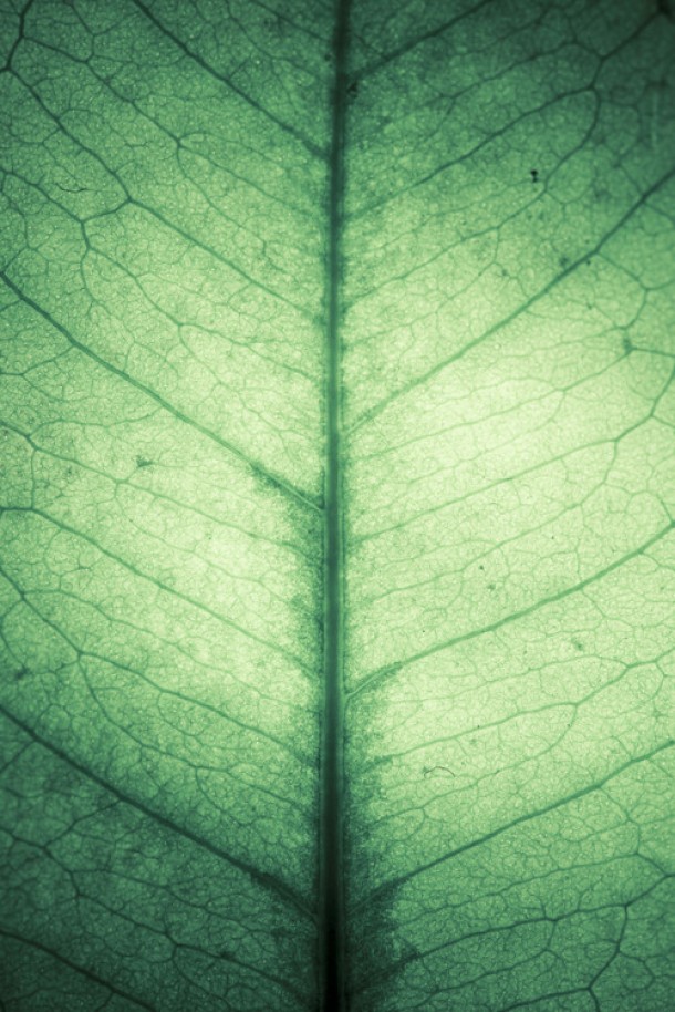 Backlit Gaultheria Shallon leaf 