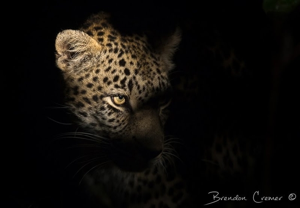 Badass Leopard