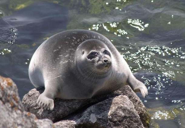 Baikal seal Siberia