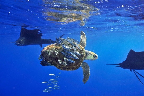 Baitfish skillfully use sea turtle as cover Photo by Scott Belt 