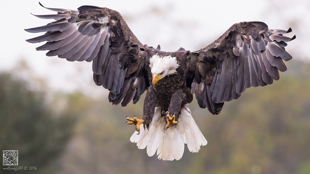 Bald Eagle Haliaeetus leucocephalus in a landing pose  photo by mallardg