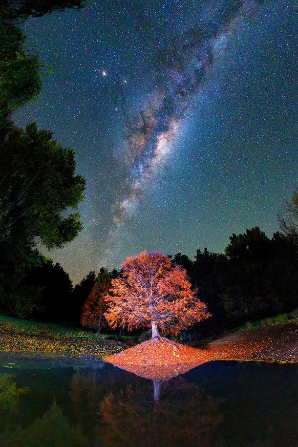 Balingup Tree Park at Night Balingup Western Australia  IG paulmp