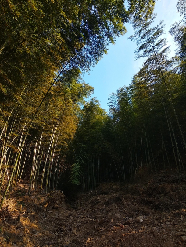 bamboo at mountains in middle of Hunan province 