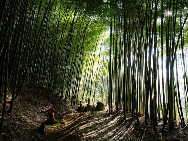 Bamboo Forest Japan 