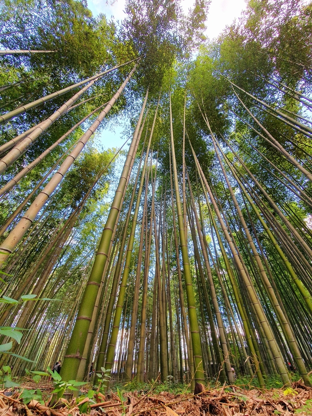 Bamboo forest Kyoto Japan 