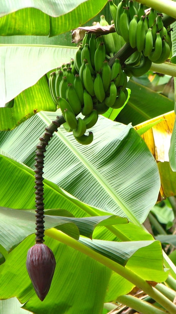 Banana blossom near Halawa Molokai Hawaii 