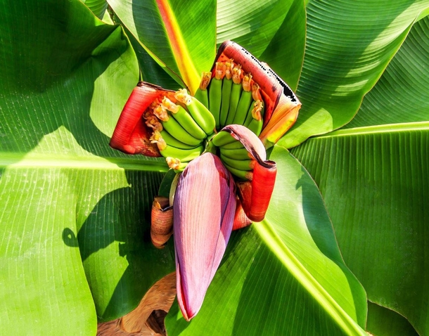 Banana Flower blossomheart a large tear-shaped purplish flower that forms below banana fruit cluster traditionally used in south-east Asian dishes