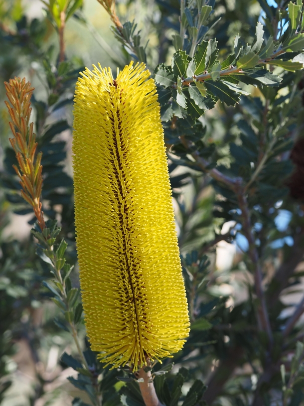 banksia praemorsa in bloom Western Australia