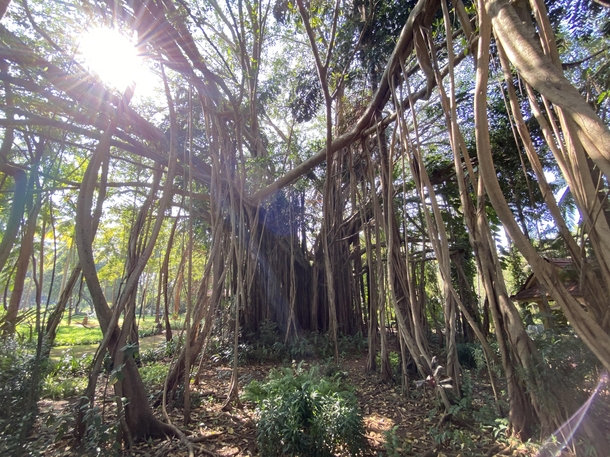 Banyan Tree I shot in Goa India - Ficus benghalensis - They grow aerial roots that develop individual trunks once they reach the ground This gives the perception that there is a forest when theres only one tree 