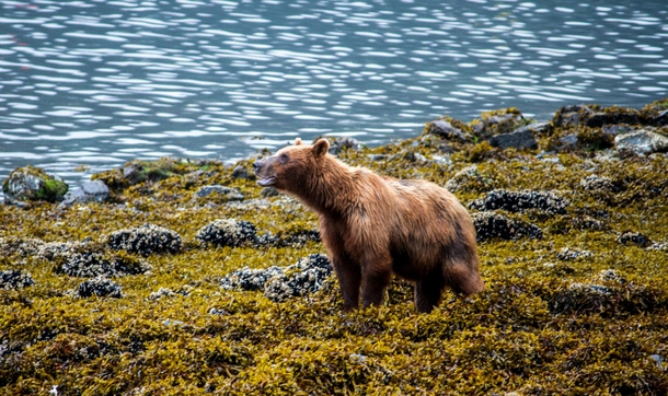 Baranoff Island AK Bear 