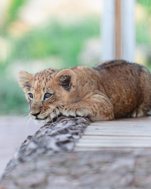 Barbary lion cub 