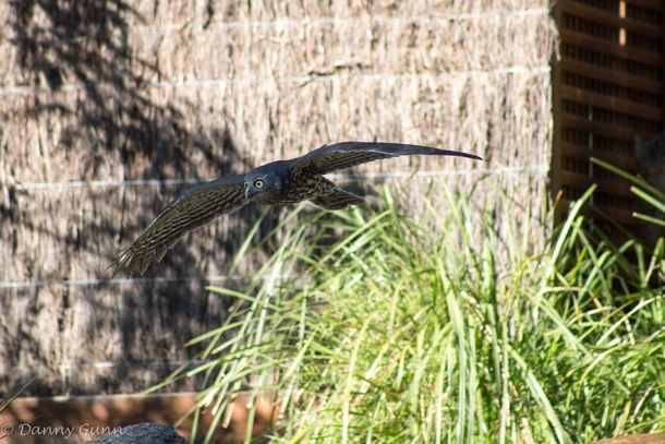 Barking Owl in flight Ninox connivens taken at Healesville Sanctuary  x   repost
