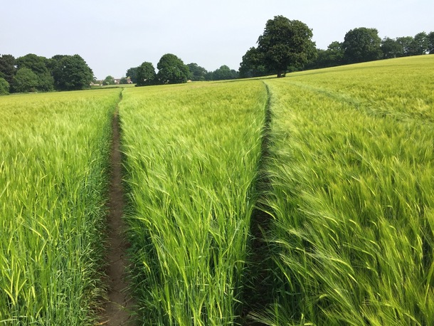 Barley field in Yorkshire 