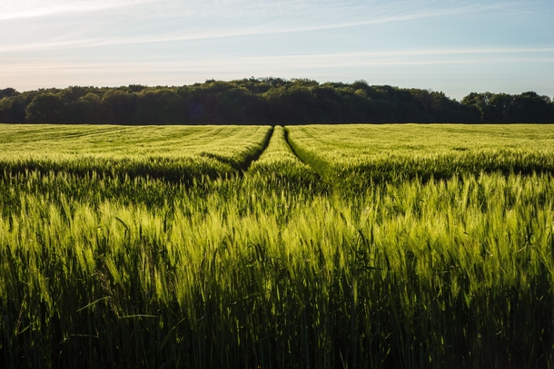 Barley in may Mecklenburg  Germany 
