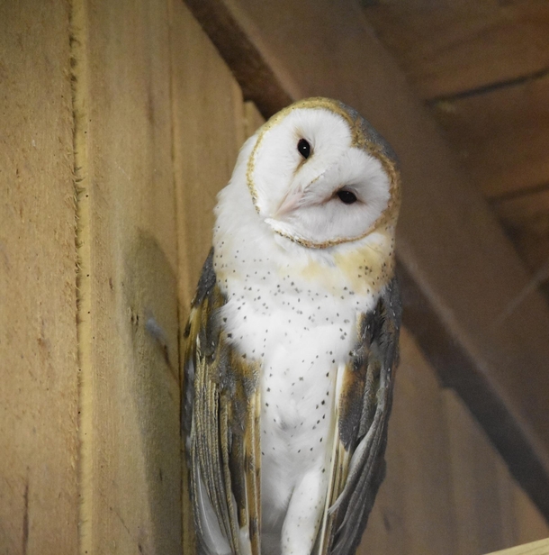 Barn owl - Nashville Zoo Tennessee USA