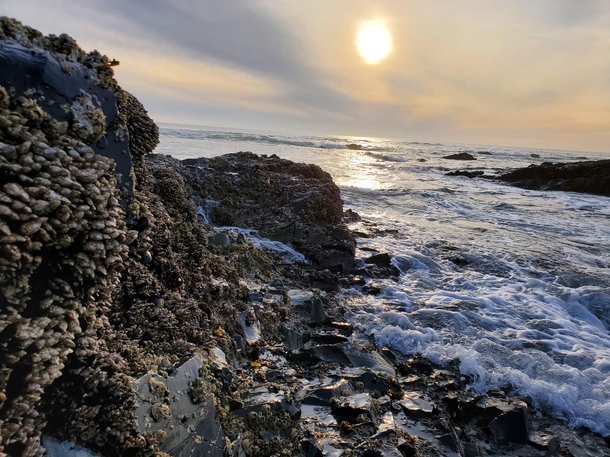 Barnacles clinging to the rocks in Lincoln City Oregon 