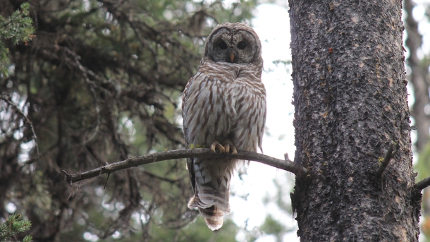 Barred Owl - Banff National Park Alberta